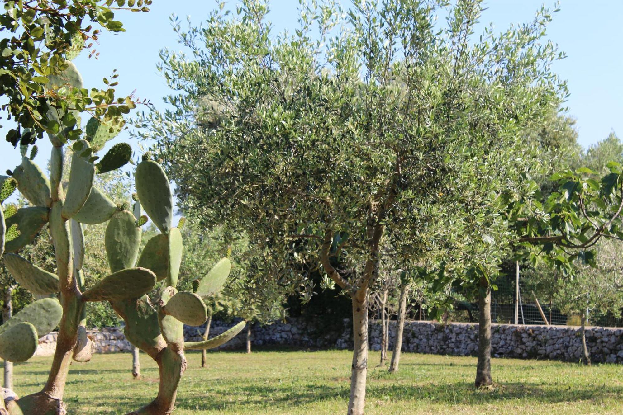 Masseria Tolla 오스투니 외부 사진
